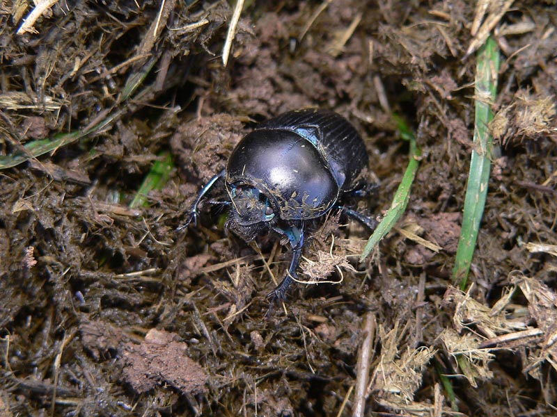 Sericotrupes niger: non  tutto oro quello che luccica!